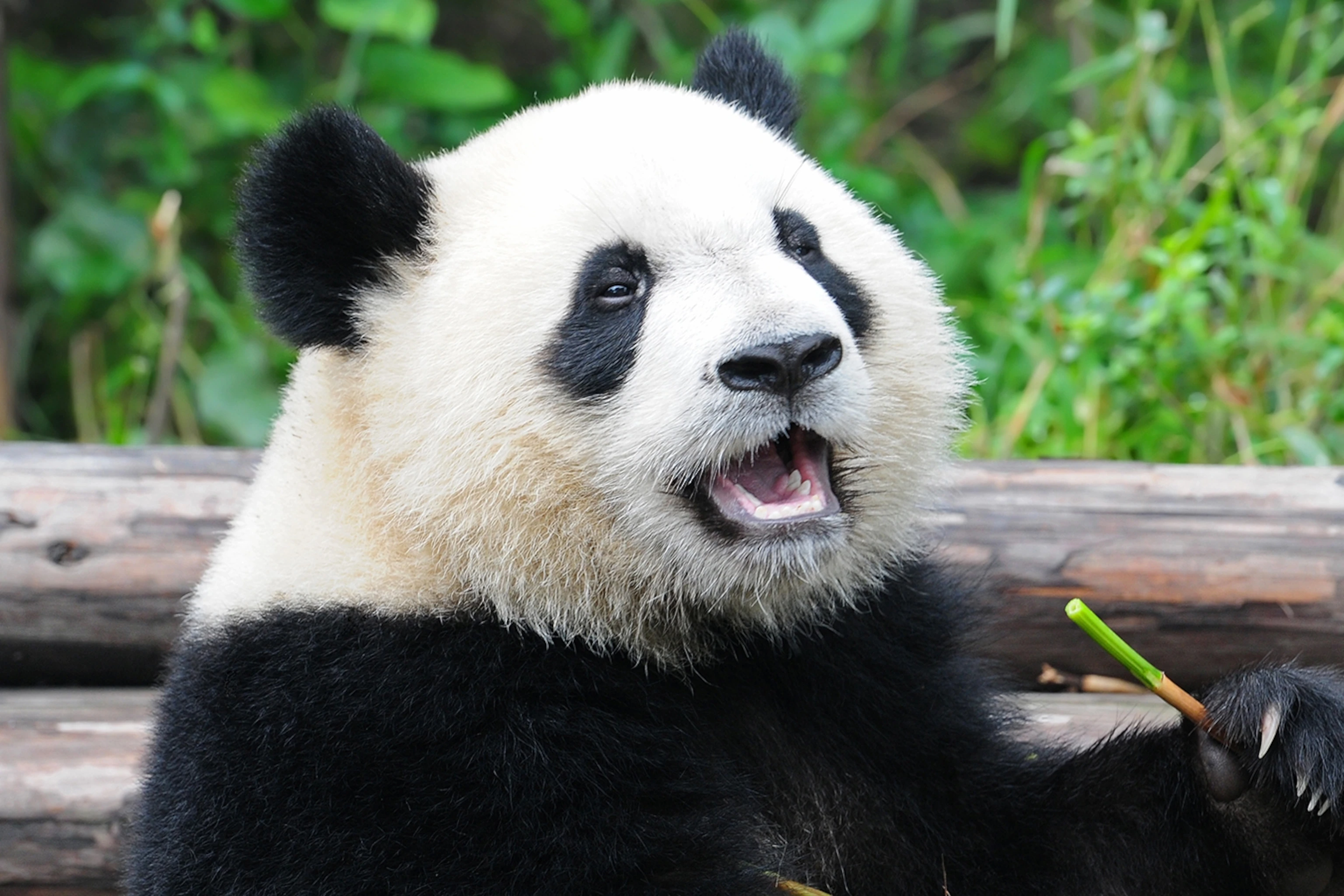 A real happy panda